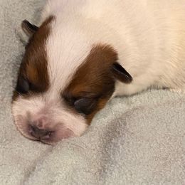 Girl 3 - Red speckled female Australian Cattle Dog puppy in Libby, Montana from RnB Cattle Dogs LLC