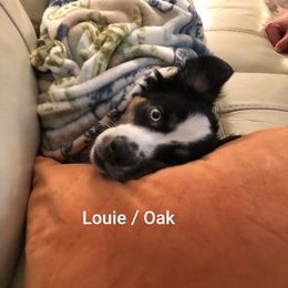 Miniature Australian Shepherd All Grown Up from Klatt's Mini Aussies