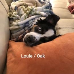 Miniature Australian Shepherd All Grown Up from Klatt's Mini Aussies