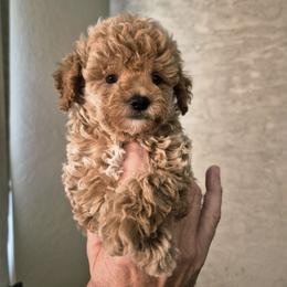 Blaze - Apricot male Poodle puppy in Chandler, Arizona from Fabi toy Poodle