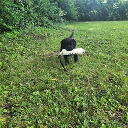 Labrador Retriever Puppies from Timberview Retrievers