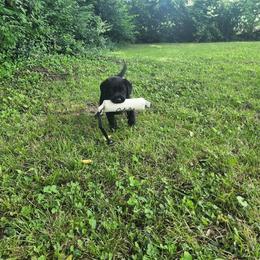 Labrador Retriever Puppies from Timberview Retrievers