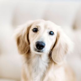 Mel - Dachshund