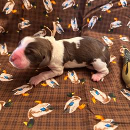 Teal - Tri-Roan female English Springer Spaniel puppy in Braidwood, Illinois from A & R Springers