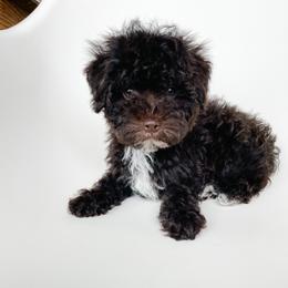 Poodle Puppies from Miniature Poodle Stud and Pups