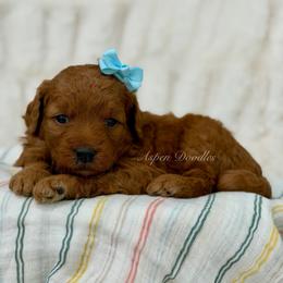 Sage (Lt blue collar) - Apricot female Goldendoodle puppy in Salem, Utah from Aspen Doodles