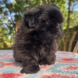 Boy 1 - male Shih Tzu puppy in Mobile, Alabama from FluffyTail Shih Tzu