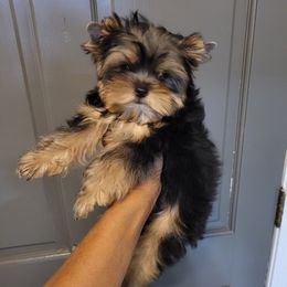 Yorkshire Terriers from Kristie's Babydoll Yorkies