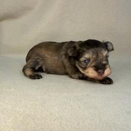 R2 - Liver male Miniature Schnauzer puppy in Stilwell, Oklahoma from LR&R Dog Co.