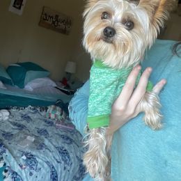 German Shepherd, Toy Australian Shepherd, and Yorkshire Terrier Puppies from CountryHart Kennels