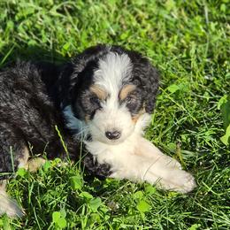 Cowboy - Black tri-color male Aussiedoodle puppy in Mount Clare, West Virginia from Pineview Farms Australian Shepherds