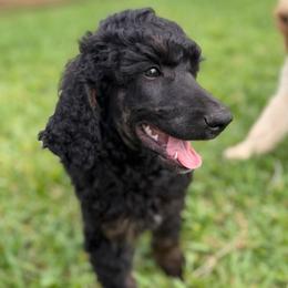 Soren - Phantom male Poodle puppy in La Belle, Florida from Shieldwall Kennels