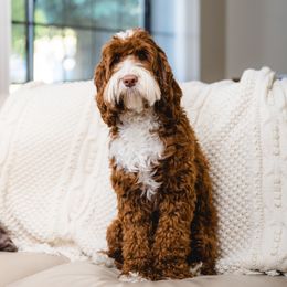 Margo - Australian Labradoodle