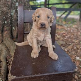 Purple - Apricot female Goldendoodle puppy in Prattville, Alabama from Jericho Junction Doodles and Poodles