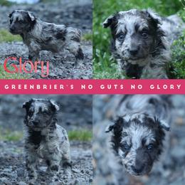Glory - Black merle female Mudi puppy in Gatlinburg, Tennessee from Greenbrier