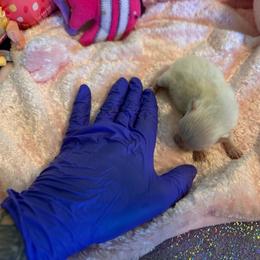 Pearl - Cream female Pomeranian puppy in Childersburg, Alabama from A Sample Of Gods Love Kennels