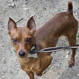 Rhea - Miniature Pinscher
