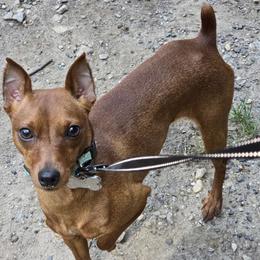 Rhea - Miniature Pinscher