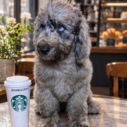Americano - Merle female Labradoodle puppy in Kingston, Georgia from CC Familydoodles