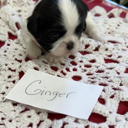 Ginger - Black and white female Shih Tzu puppy in Marshfield, Missouri from Hillside Loop Kennel LLC