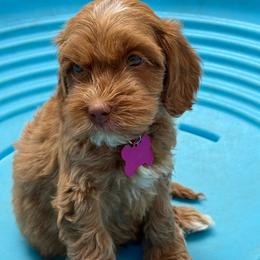 Light pink - Tri-color female Australian Labradoodle puppy in Fontana, California from Grammy's Puppy Love doodles and poodles