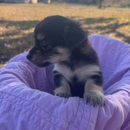 Jewel - Black and tan female Chihuahua puppy in Scranton, South Carolina from The Magnolia Pawlor, LLC