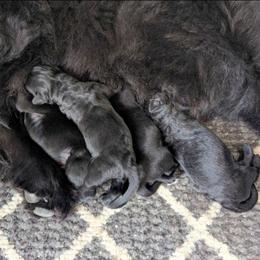 Black Newfoundland Female 1 - Black female Newfoundland puppy in Burfordville, Missouri from Umfleet Farms