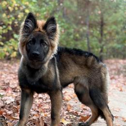 TBD - Sable male German Shepherd puppy in Carlisle, Arkansas from Roanwood German Shepherds