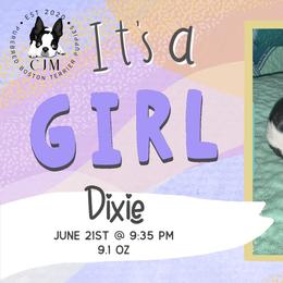 Dixie - Black and white female Boston Terrier puppy in Jupiter, Florida from CJM Boston and Boxer Puppies