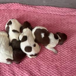 Mocha - Liver roan female German Shorthaired Pointer puppy in Axton, Virginia from Red Clay Kennels