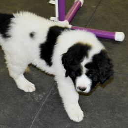 Newfoundland Puppies from Ebb Tide Kennels and Stables