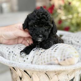 Maltipoo and Poodle Puppies from Gem Puppies of Utah