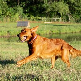 Jasmine - Golden Retriever