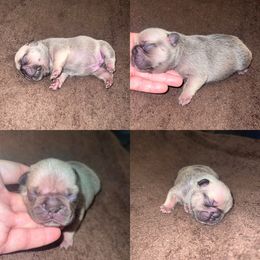 French Bulldog Puppies from Luxurious Desert Frenchies