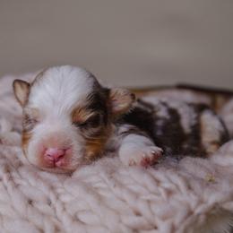 Victor - Red merle male Miniature American Shepherd puppy in Fresno, California from Alpine Tails