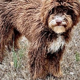 Bernedoodles, Cockapoos, and Goldendoodles from Meg's Doodles and Poodles