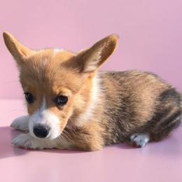 Female 3 - Red female Pembroke Welsh Corgi puppy in Unicoi, Tennessee from Unaka Mountain Corgis