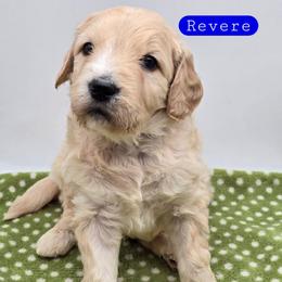 Revere - Apricot male Goldendoodle puppy in Neillsville, Wisconsin from Granton Creek