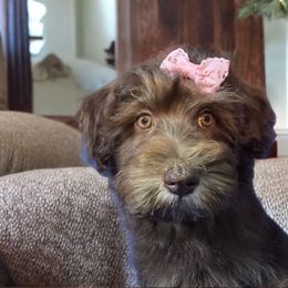 Lola - Chocolate female Havapoo puppy in Medina, Ohio from Momma's Mastiffs