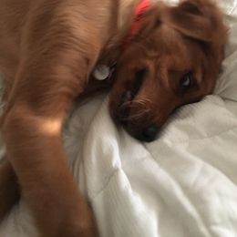 Golden Retriever Puppies from Mountain View Farms - World Class Golden Retrievers