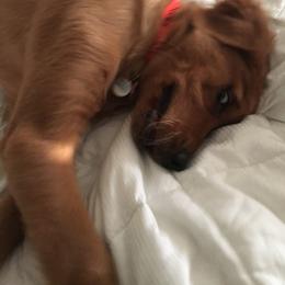Golden Retriever Puppies from Mountain View Farms - World Class Golden Retrievers