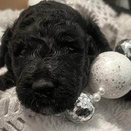 Love Bug - Black female Goldendoodle puppy in Waterloo, Illinois from Dreamy Doodles
