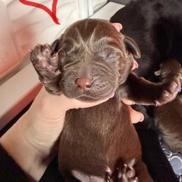 Red - Chocolate female Labrador Retriever puppy in Ankeny, Iowa from Avondale Labradors