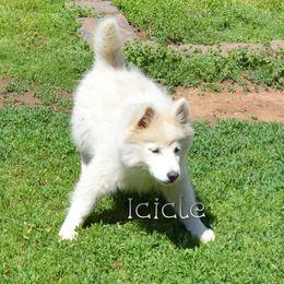 Icicle - Silver Pomsky puppy in Claremore, Oklahoma from T-Town Acres