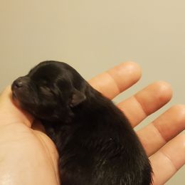 Pomeranian Puppies from Fancy Paws Pomeranian