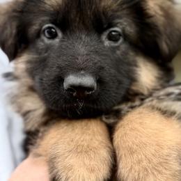 Remy - Black and red female German Shepherd puppy in Johnstown, Ohio from Vom Haus Neufus