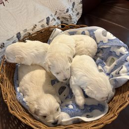 Miniature Schnauzer Puppies from Smilee Schnauzers