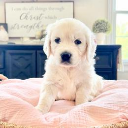 Light Pink - Light golden female Golden Retriever puppy in Deer Lodge, Tennessee from SelahGold