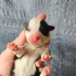 Boots - Black and tan male Pembroke Welsh Corgi puppy in Deming, New Mexico from Dragon Ridge Corgis