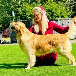 Claire - Golden Retriever